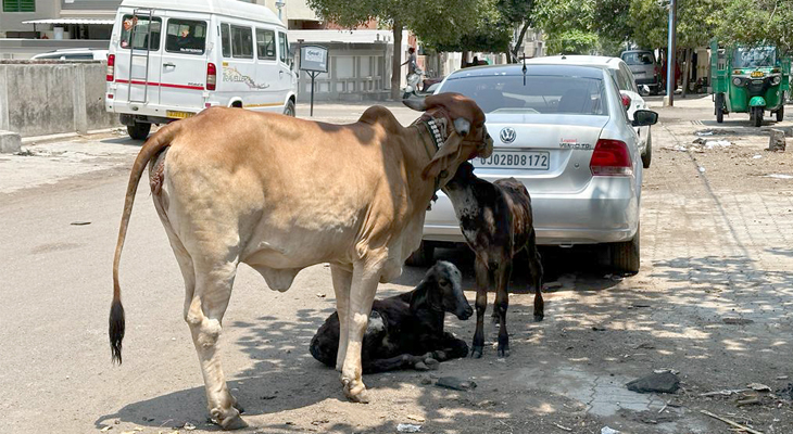 Aajkaal Daily (Desh Pardesh Ni Aajkaal)